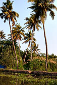 Kerala backwaters, our three hours neighborhood tour in the narrow canoe towards Vembanad Lake and along one of the  narrow canal running near our guest house at Kumarakom. 